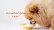 犬はヨーグルトを食べても大丈夫？与え方・量・注意点を徹底解説