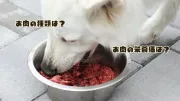 犬が食べてもいい肉類まとめ｜鶏・牛・豚など種類別にご紹介！