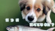 犬にかつおは健康にいい？栄養・効果・かつおぶしについても解説します