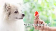 【犬の栄養知識】犬はトマトを食べても大丈夫？栄養・正しい与え方・注意点を解説